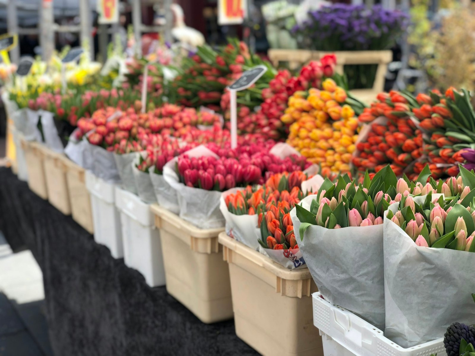 Fresh tulips and flowers at an Amsterdam market stall, no crowds