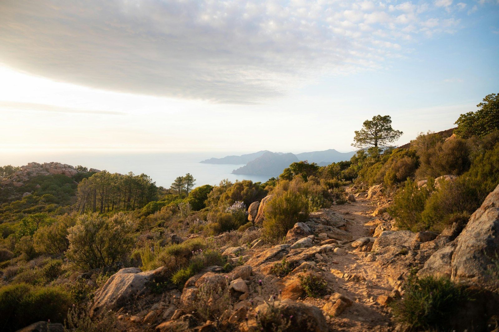 Maquis and a stony path above the Gulf of Porto in late afternoon light